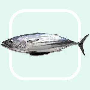 Skipjack Tuna