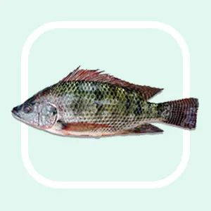 Balck Tilapia