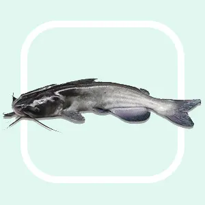 Channel Catfish