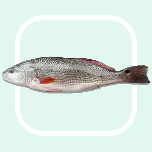 Red Drum