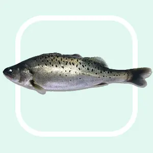 Seabass