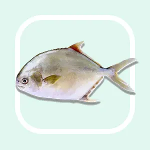 Golden Pompano