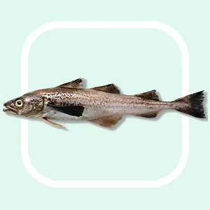 Alaska Pollock