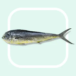 Mahi Mahi