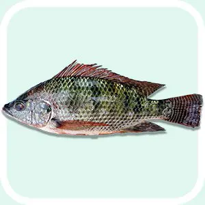 Black Tilapia