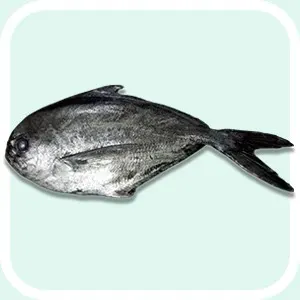 Balck Pomfret