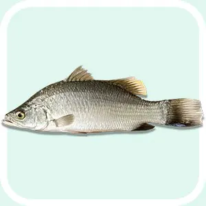 Barramundi