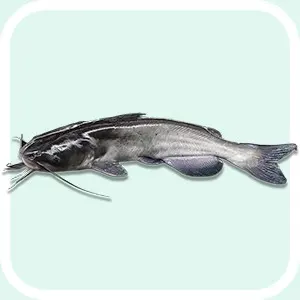 Channel Catfish