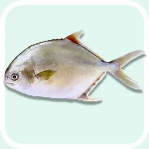Golden Pompano