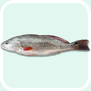 Red Drum