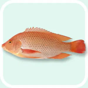 Red Tilapia