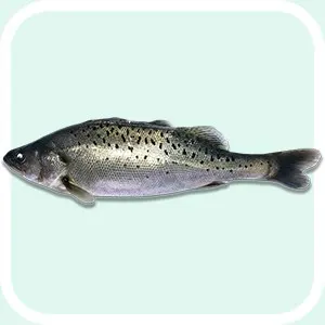 Seabass