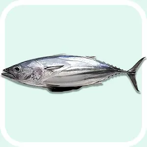 Skipjack Tuna