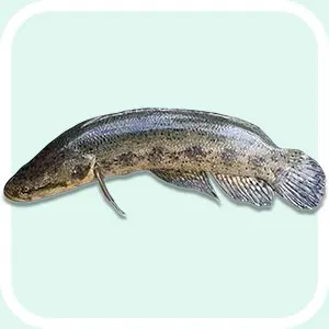 Snakehead